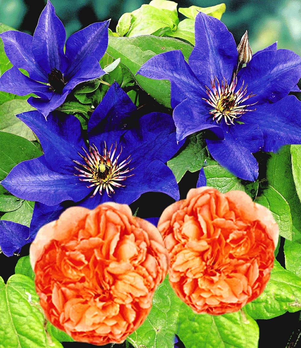 Ensemble Clématite 'The President' & Rosier grimpant 'Papi Delbard®'