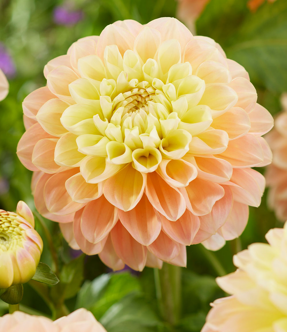 Dahlia 'Honey Dew'