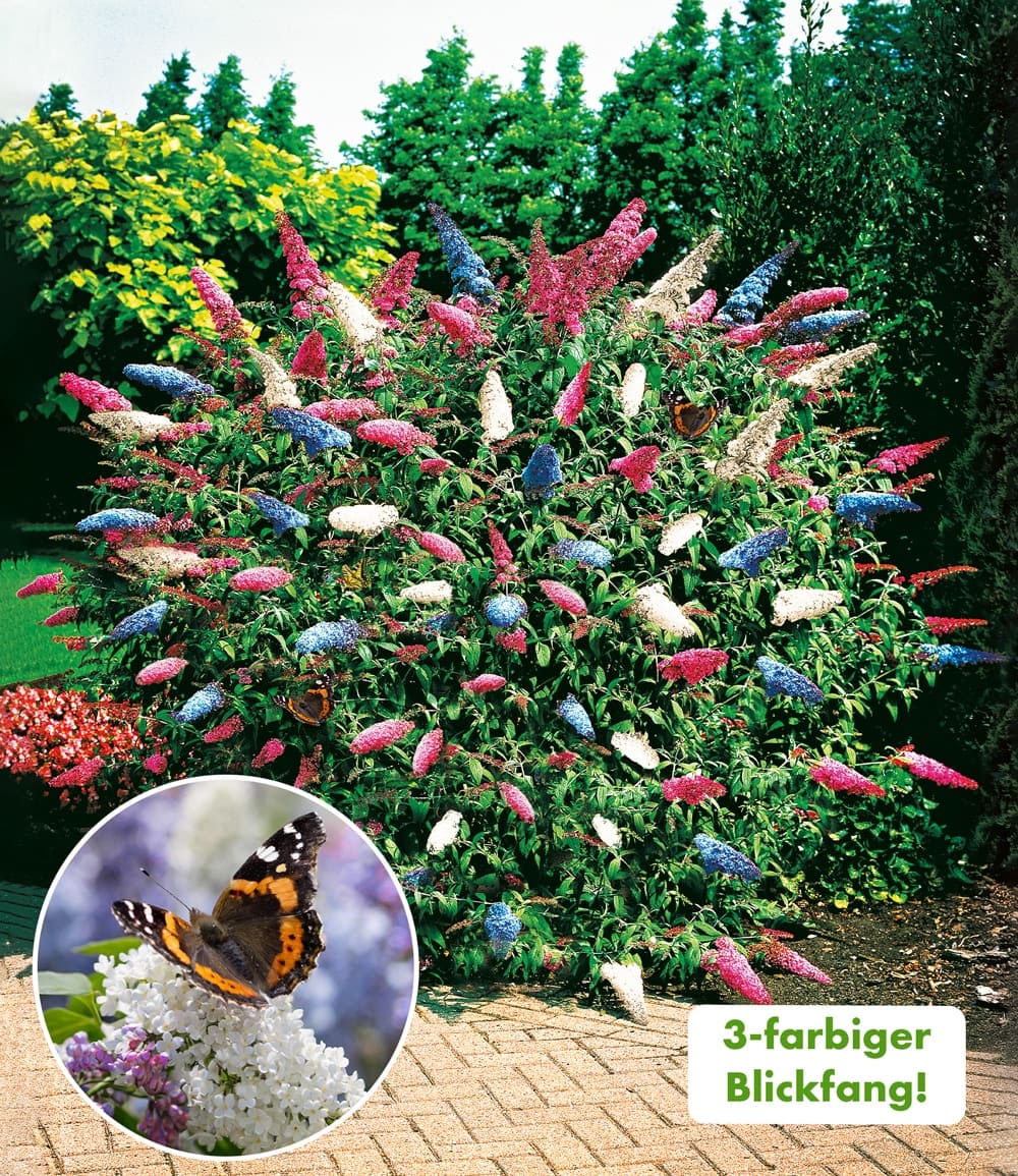 Buddleja d'été 'Papillion Tricolor'