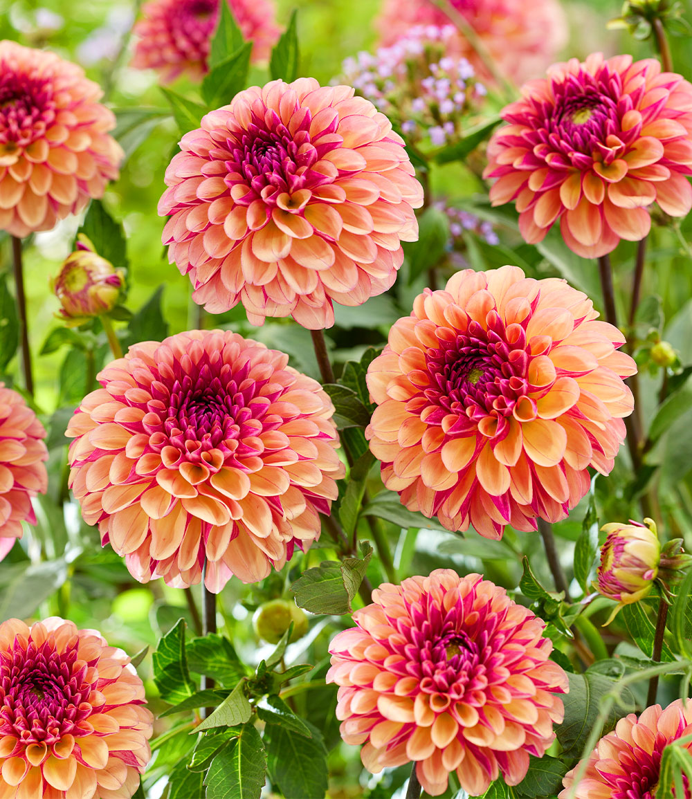 Dahlia 'Palmares'