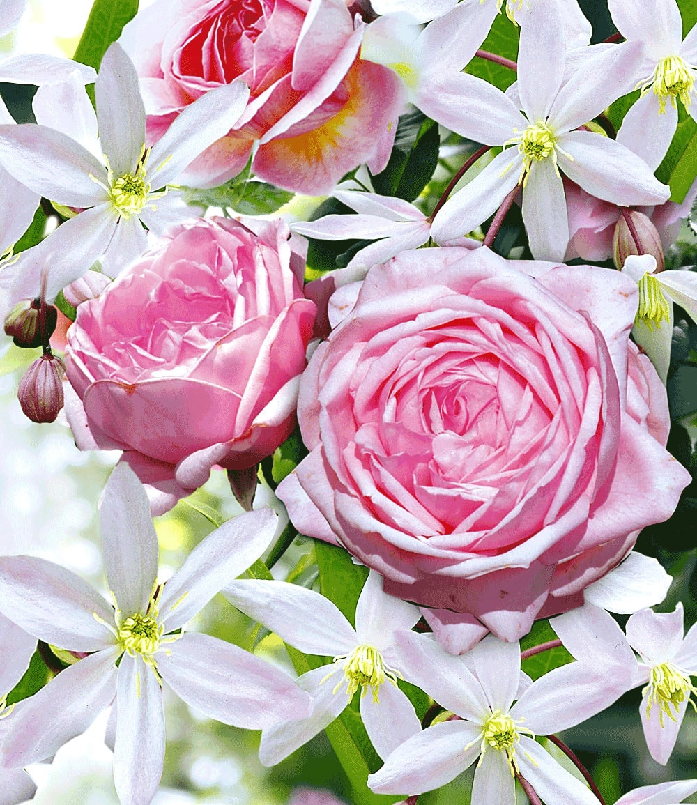 Ensemble Clématite 'Armandii' & Rose 'Nahéma®'