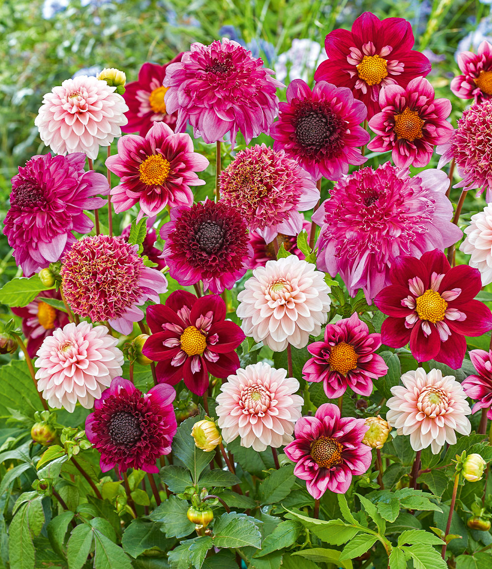 Mix de dahlias 'Purple & Pink'