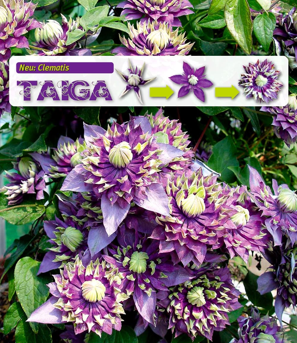 Clématite "Taiga®"