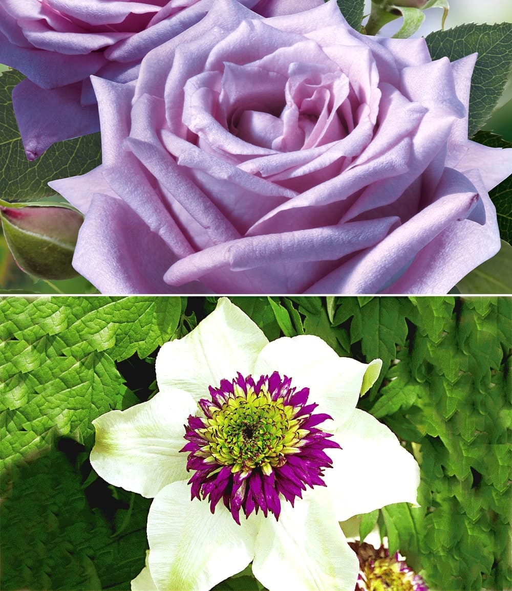 Ensemble clématite 'Florida Sieboldii' & rose 'Mamy Blue®'