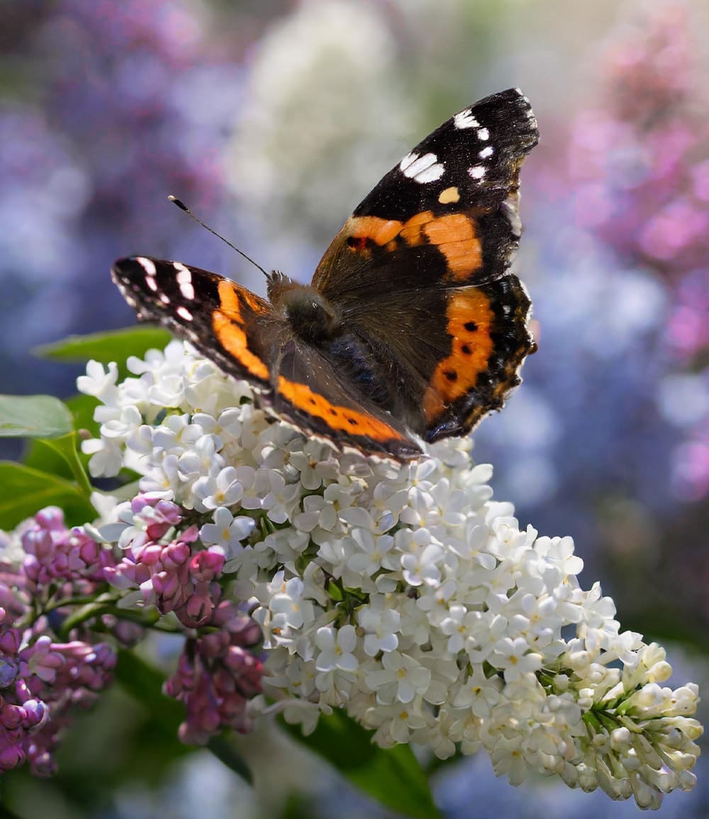 Buddleja d'été 'Papillion Tricolor'