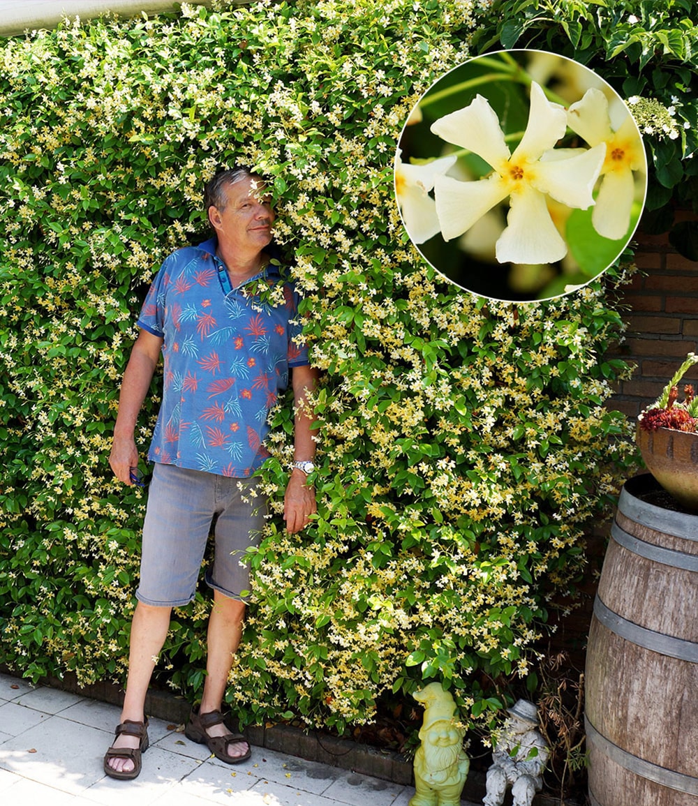 Jasmin d'extérieur 'Star of Toscane®'