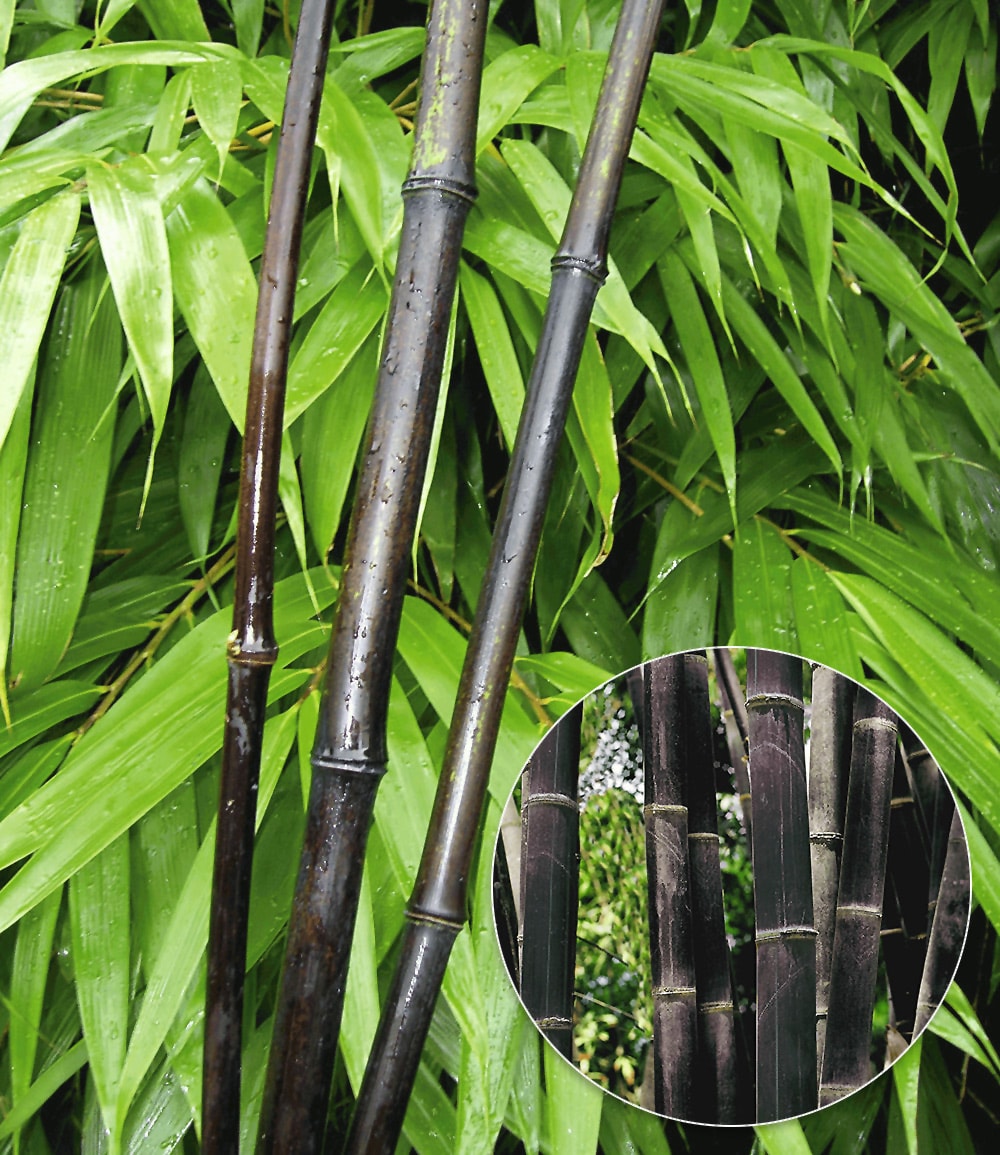 Bambou noir 'Black Pearl'